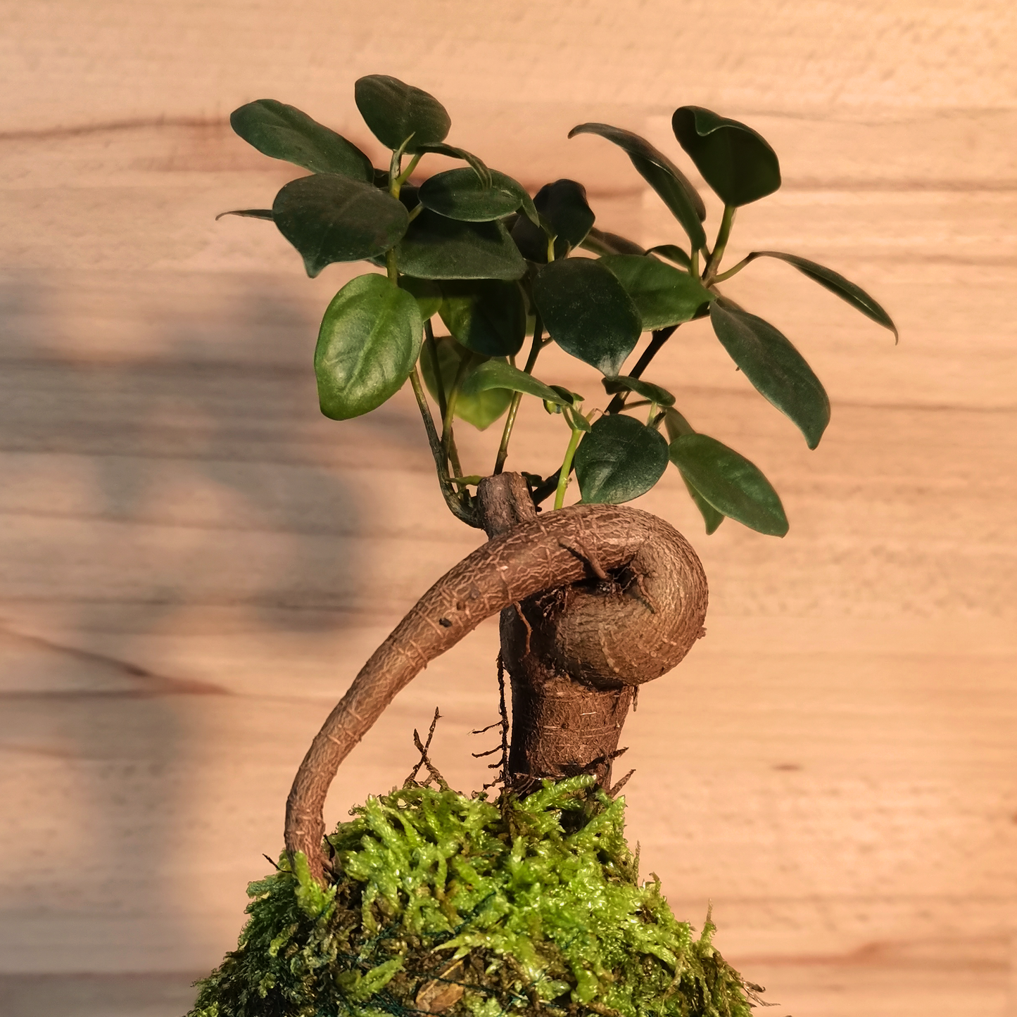 Ficus Ginseng Kokedama