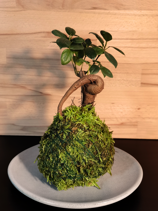 Ficus Ginseng Kokedama