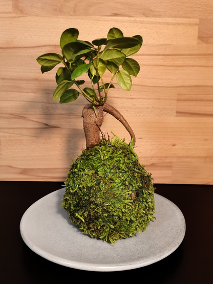 Ficus Ginseng Kokedama