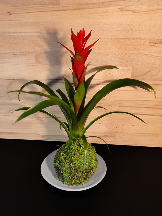 Bromelia Guzmania Kokedama