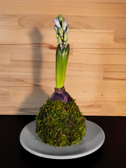 Hyacinthus Kokedama